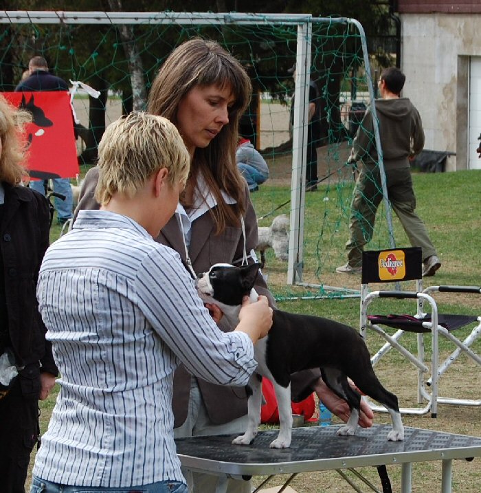 Bright & Brindle's Top Of The Line