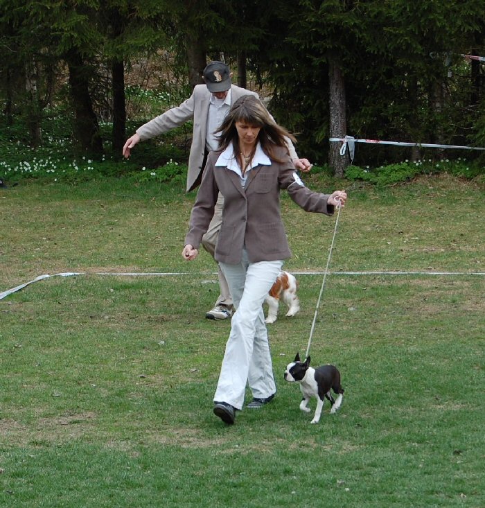 Bright & Brindle's Top Of The Line