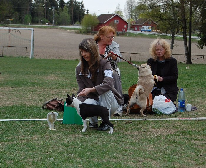 Bright & Brindle's Top Of The Line