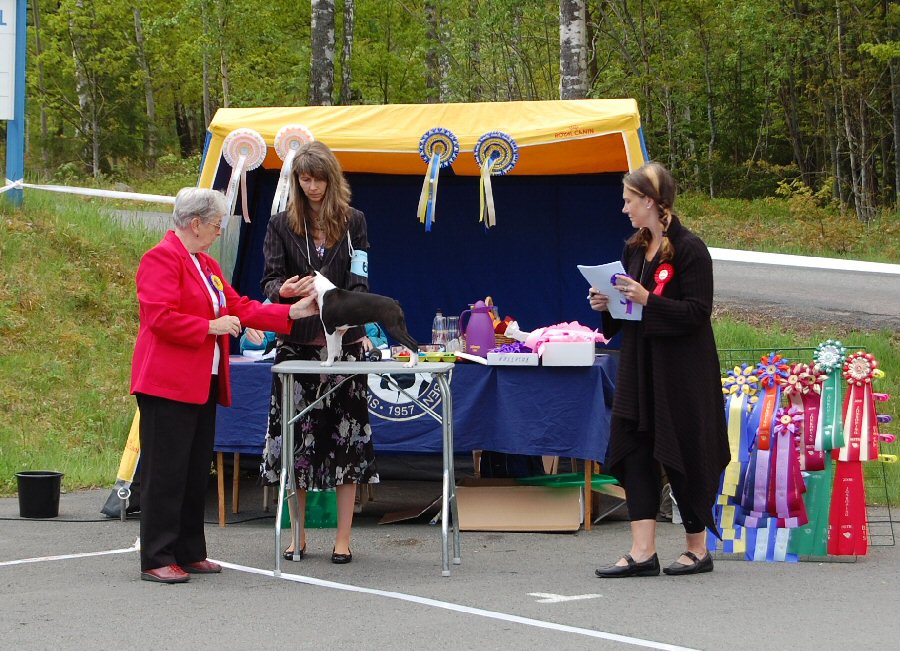 Bright & Brindle's Top Of The Line